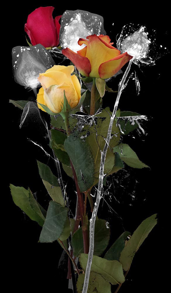 ** ~ Series 7 ~ X-Ray Flower Photography **