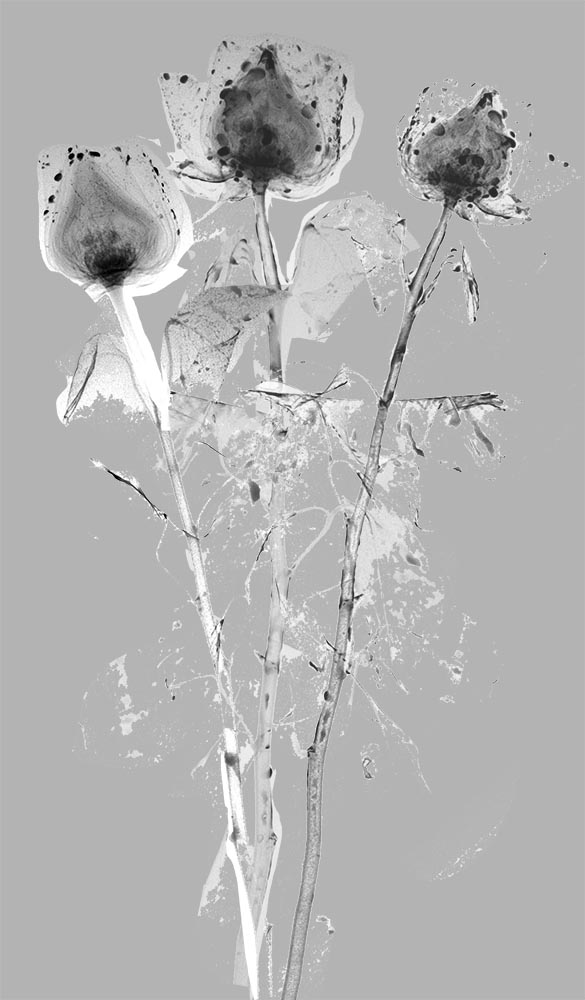 ** ~ Series 7 ~ X-Ray Flower Photography **