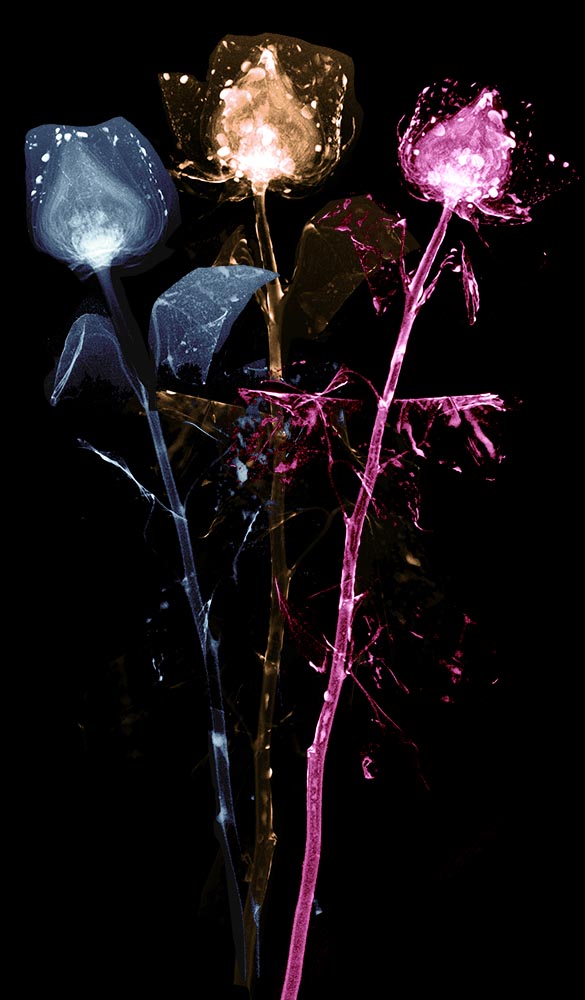 ** ~ Series 7 ~ X-Ray Flower Photography **