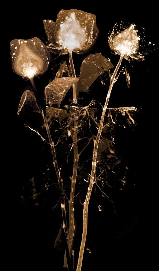 ** ~ Series 7 ~ X-Ray Flower Photography **