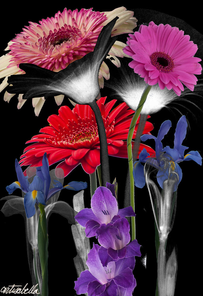 ** ~ Series 13 ~ X-Ray Flower Photography **