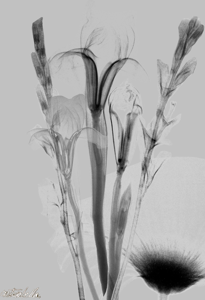 ** ~ Series 13 ~ X-Ray Flower Photography **