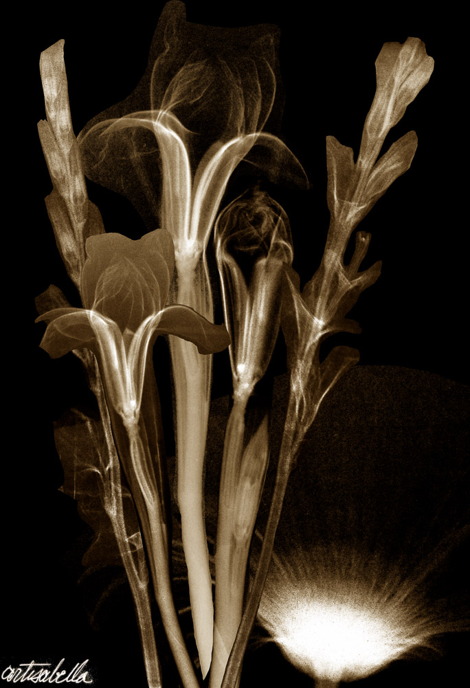 ** ~ Series 13 ~ X-Ray Flower Photography **