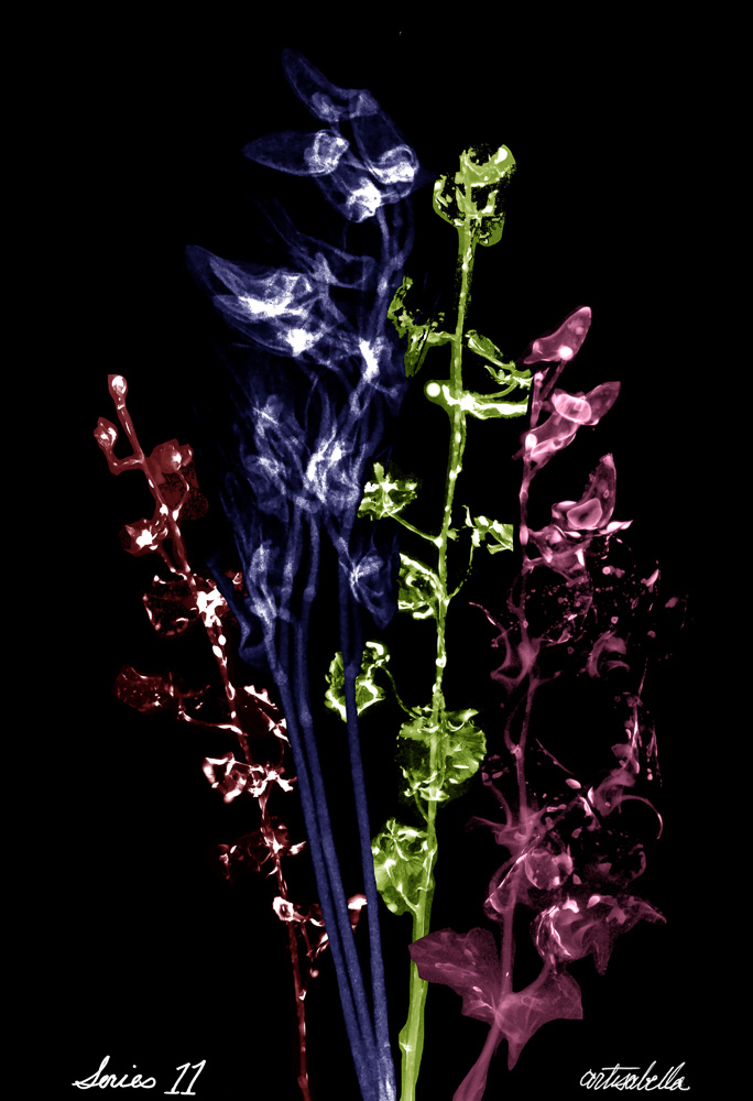 ** ~ Series 11 ~ X-Ray Flower Photography **