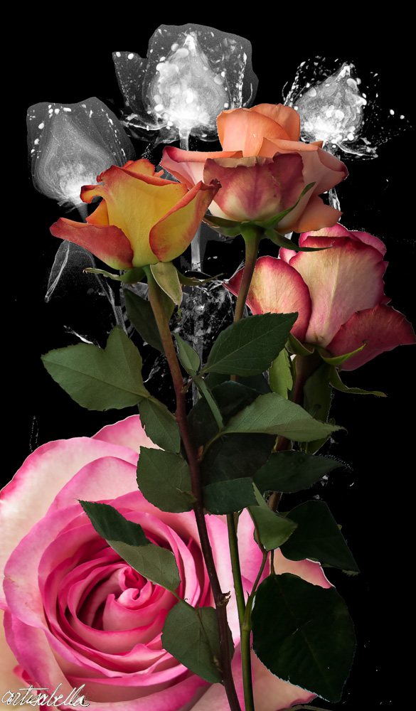 ** ~ Series 7 ~ X-Ray Flower Photography **