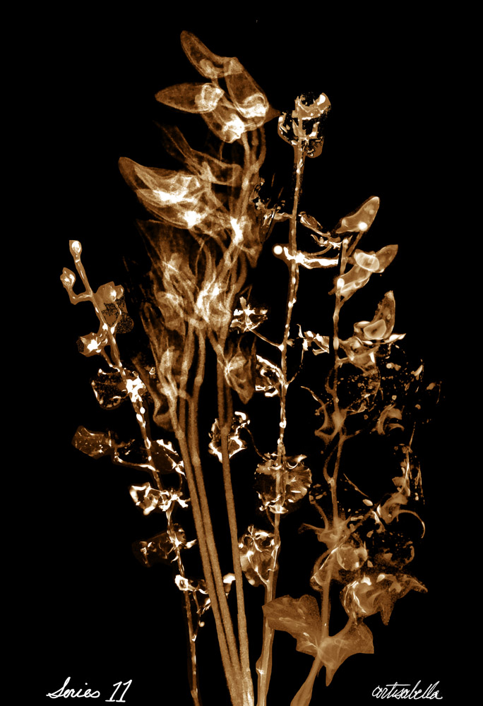 ** ~ Series 11 ~ X-Ray Flower Photography **