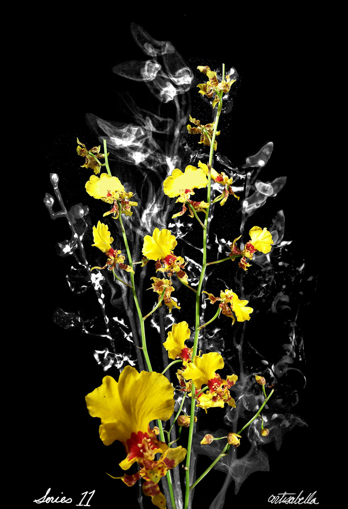 ** ~ Series 11 ~ X-Ray Flower Photography **