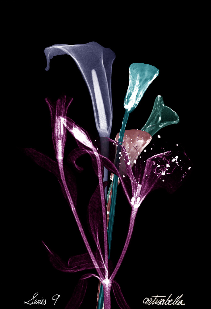 ** ~ Series 9 ~ X-Ray Flower Photography **