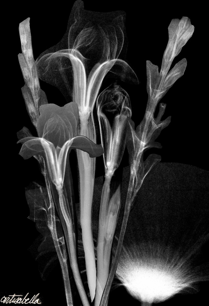 ** ~ Series 13 ~ X-Ray Flower Photography **