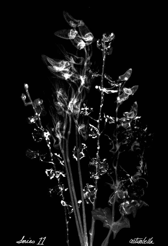 ** ~ Series 11 ~ X-Ray Flower Photography **