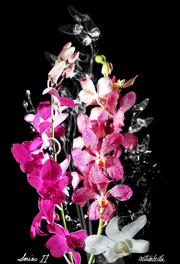 ** ~ Series 11 ~ X-Ray Flower Photography **