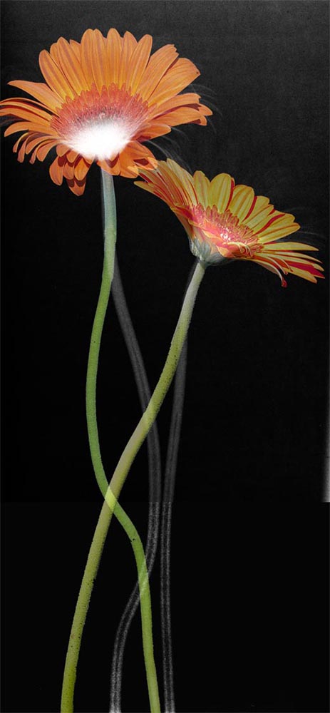 ** X-Ray Flower Photography **
