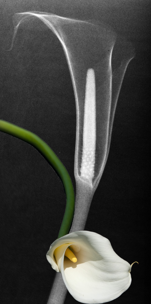 ** X-Ray Flower Photography **